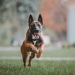 Malinois Hund 2
